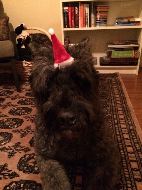 ziggy20with20hat_zpsoyfk3pqz